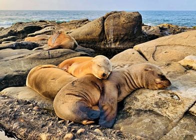 Cuddling Seals