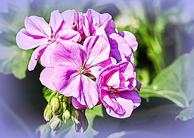 pink geranium in bloom