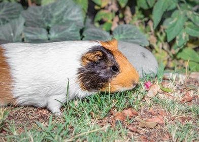 Guinea pigs