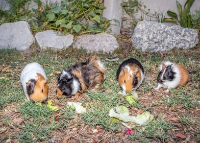 Guinea pigs