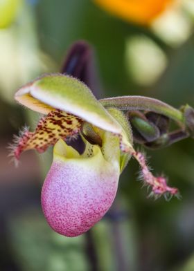 orchid in the garden