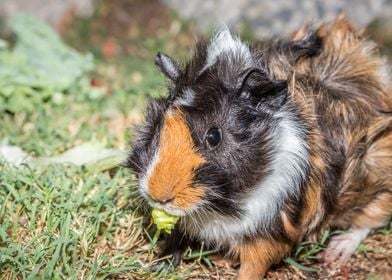 Guinea pigs