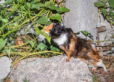 Guinea pigs