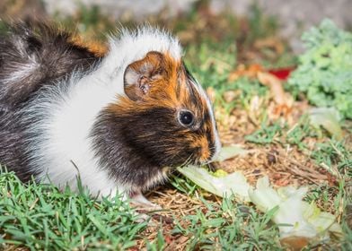 Guinea pigs