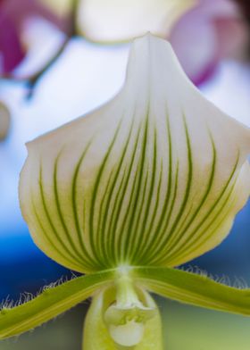 orchid in the garden