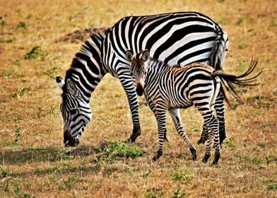 Momma And Baby Zebras