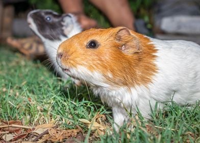 Guinea pigs