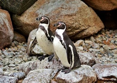 Two African Penguins