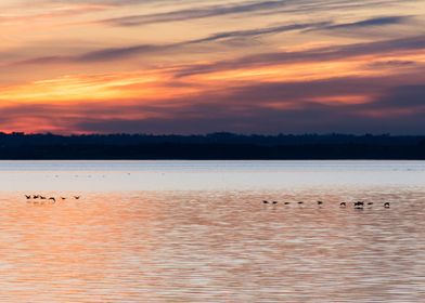 Bird flock