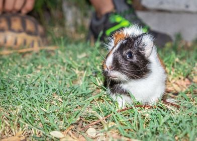 Guinea pigs