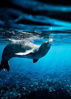 Swimming Seal