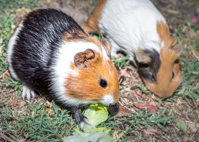 Guinea pigs