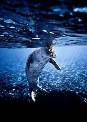 Cute Seal Underwater