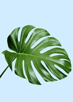 Monstera deliciousa