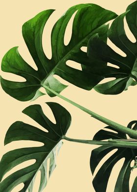 Monstera