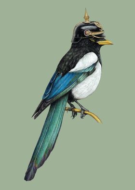 Yellow billed magpie