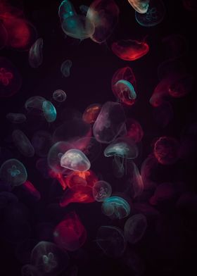 underwater jellyfish sea