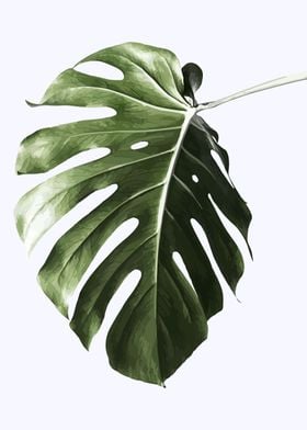 Monstera leaves