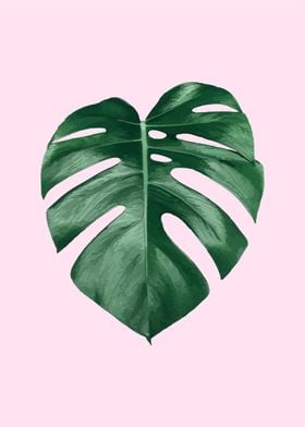 Monstera