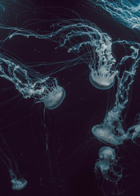 underwater jellyfish sea