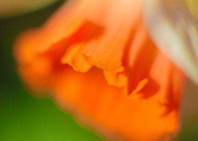 Daffodil flower