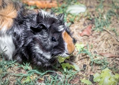 Guinea pig