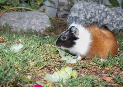 Guinea pig