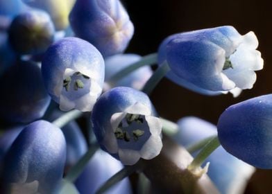 Blue hyacinth Easter