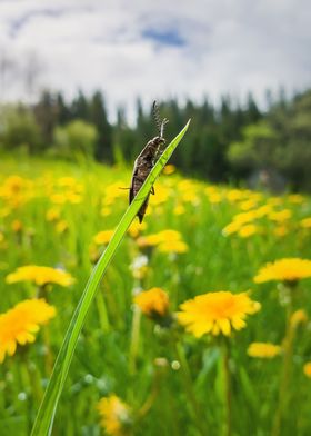 beetle on dandelion field