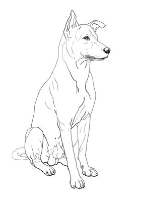 Dog Thai ridgeback breed