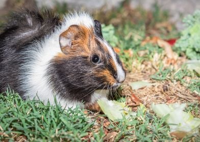 Guinea pig