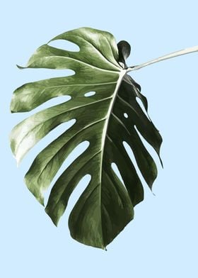 MONSTERA