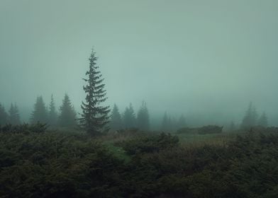 Carpathians Spring