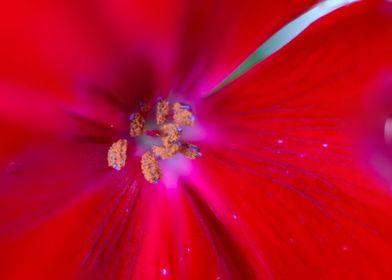 Red geranium blossom macro