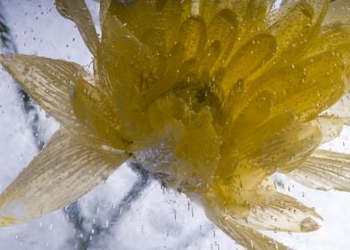 Yellow flower in ice 1