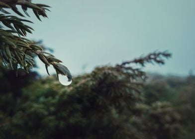 raindrop on fir needles