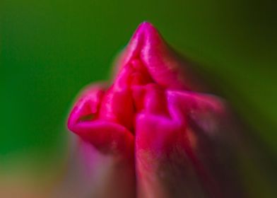 Tulip bud in spring