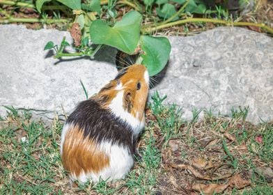 Guinea pig