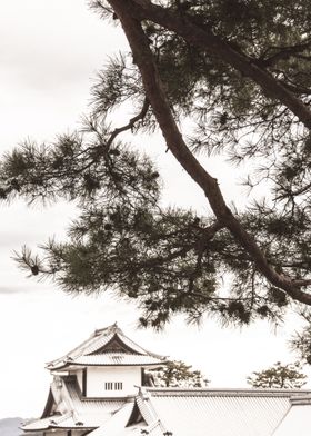 Kanazawa Castle and Tree