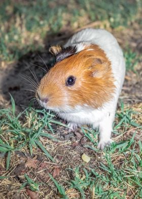 Guinea pig