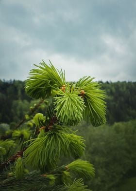 fresh pine buds