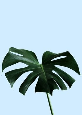 MONSTERA