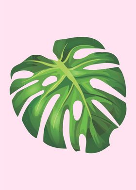 monstera 