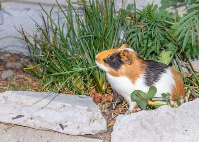 Guinea pig