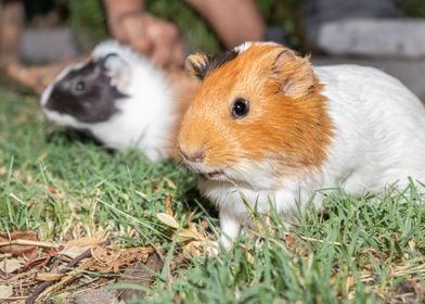 Guinea pig