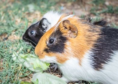 Guinea pig