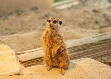 Meerkat