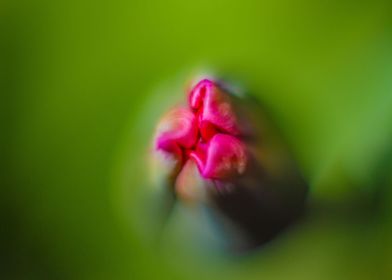 Tulip bud in spring