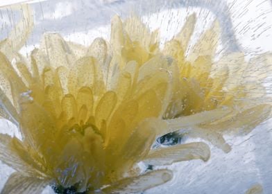 Yellow flower in ice 2