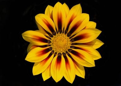 Gazania Flower